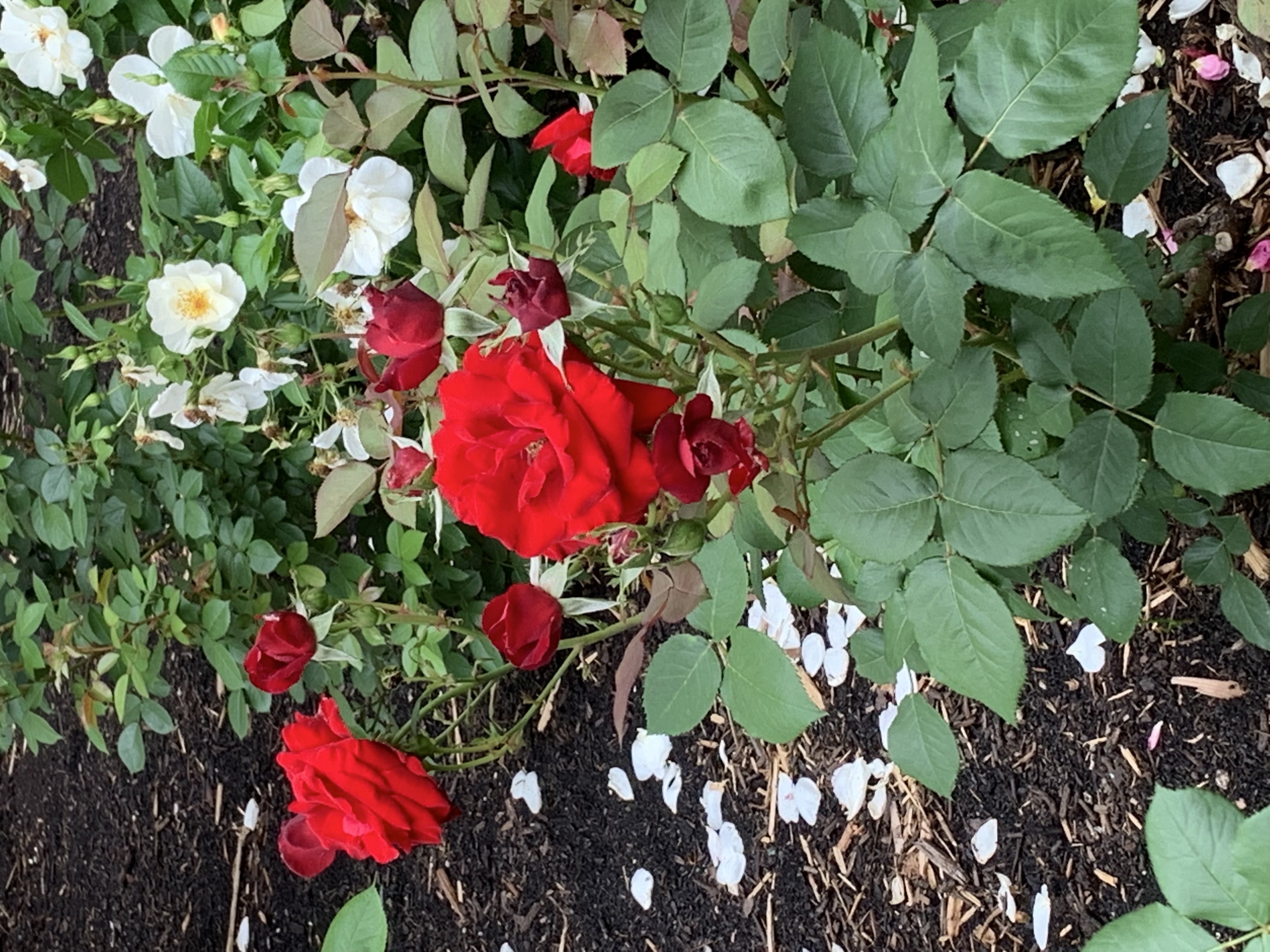 ./2022/06 - St Louis/06 - Day 6/20220526-135820475.JPG